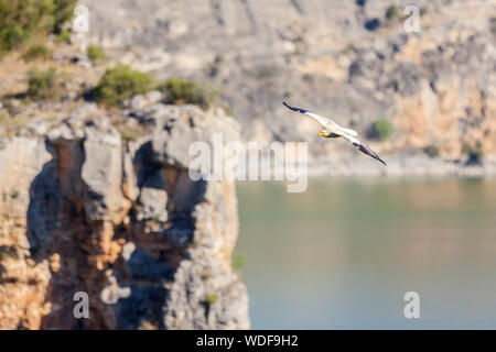 Gänsegeier - Tylose in fulvus -, im Naturpark von Hoces del Río Duratón, Segovia, Spanien Stockfoto