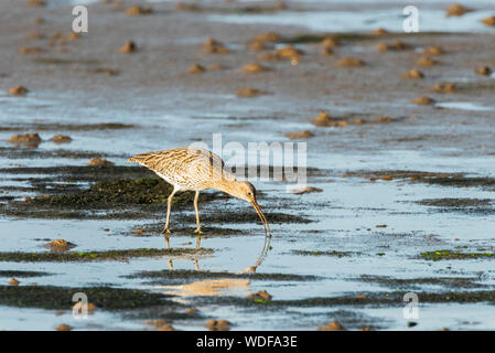 Curlew Fütterung auf das Watt, Bill öffnen im Schlamm. Stockfoto