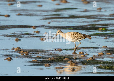 Curlew Fütterung auf das Watt, Seitenansicht, ein Bein in der Luft. Stockfoto