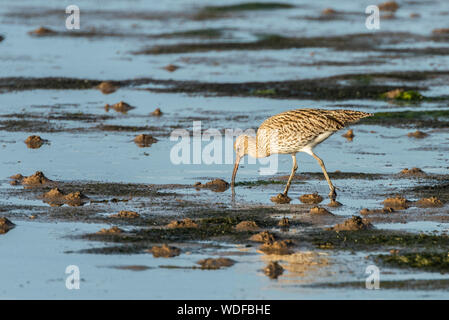 Curlew Fütterung auf dem Wattenmeer, Ansicht von der linken Seite, Bill nur im Schlamm. Stockfoto