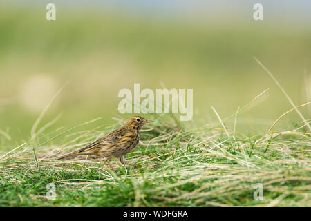 Wiesenpieper in groben Gras auf Lindisfarne Insel. Niedrigen Winkel, auf Augenhöhe. Stockfoto