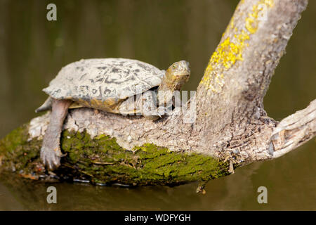 Spanische Teich Schildkröte oder mediterrane Schildkröte (Mauremys leprosa), Naturpark Aiguamolls de l'Emporda, Girona, Spanien Stockfoto