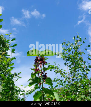 Eine Nahaufnahme von Paulownia Tomentosa, auch als Fingerhut Baum oder Prinzessin Baum, Teil der Paulowniaceae Familie von Pflanzen bekannt. Stockfoto