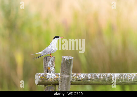 Flußseeschwalben Sterna hirundo, Ökologie, bei Greenwich Park. Seitenansicht, auf hölzerne Stange gehockt. Stockfoto