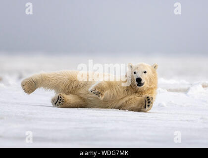 Polar Bear Cub Reinigung Pelz auf Schnee nach Pflege mit Mama, Kaktovik, Alaska Stockfoto