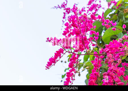 Mexikanische Kriechgang, Antigonon leptopus ist Zierpflanzen, die in Mexiko ist. Es ist ein Weinstock mit rosa oder weißen Blüten. Stockfoto