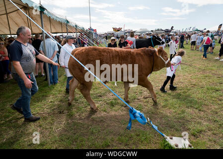 Wensleydale Landwirtschaft zeigen, Leyburn, North Yorkshire, August 2019. Rinder, die zum Wettbewerb Ring für die Beurteilung. Stockfoto