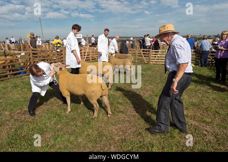 Wensleydale Landwirtschaft zeigen, Leyburn, North Yorkshire, August 2019. Beurteilung Charollais Widdern. Stockfoto