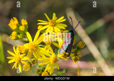 Sechs spot Burnet Motte auf gelbe Blume. Stockfoto