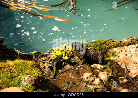 Cute schwarz Baby seal Pup in Port Chalmers, Neuseeland Stockfoto