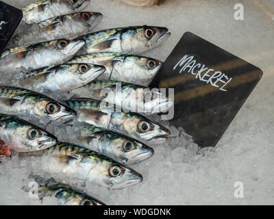Frische Makrele Fisch zum Verkauf auf einem Fischhändler Platte mit einem Zeichen in einem pleasng Anzeige und Muster Stockfoto