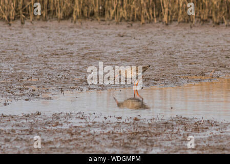 Rotschenkel Tringa totanus, waten, in einem schlammigen Pool, der Reflexion im Wasser. Stockfoto