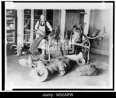 George Marshall, Dekan der taxidermists am nationalen Museum, fotografiert mit einigen der historischen White House Trophäen, die er derzeit renovieren Abstract / Medium: 1 Fotoabzug. Stockfoto