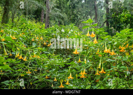 Engel in das Innere der Insel Reunion im Indischen Ozean Stockfoto