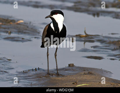 Der Sporn - winged Kiebitz ist weit verbreitet in vielen Teilen von Afrika, ist aber nicht so verbreitet wie andere Mitglieder der Familie. Sie bevorzugt kurze Grasland Stockfoto