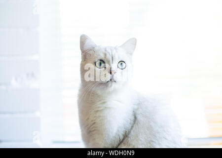 Porträt einer Katze der Rasse Scottish Chinchilla, straight-eared Stockfoto