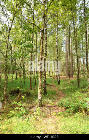 Birkenwald in Kalmthout, Naturschutzgebiet in Belgien Stockfoto