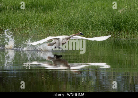 Nordamerika; USA; Alaska; Tanana Valley; Feder; Tierwelt; Vögel; Wasservögel; Trumpeter Swan; Cygnus buccinator. Stockfoto