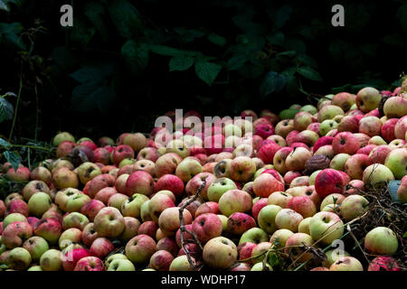 Frisch und faule Äpfel im Garten. Abholung im Herbst, Sommer Ernte Hintergrund. Wilde Früchte auf dem Boden im Wald. Saisonale Pflanzen, ernten Tapeten, Bac Stockfoto