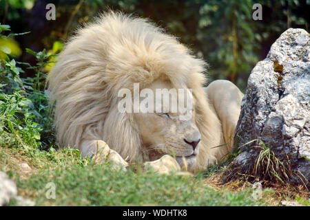 White Lion schlafen Panthera leo Krugeri Stockfoto