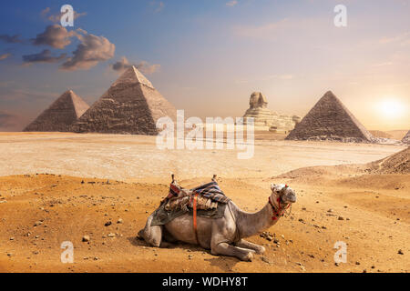 Ein Kamel von Gizeh vor der Sphinx und den Pyramiden, Ägypten Stockfoto