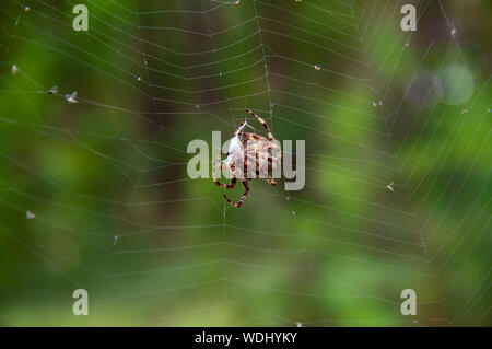 Spinne im Netz - Makro Foto. Insekt. Natürliche Hintergrund. Stockfoto