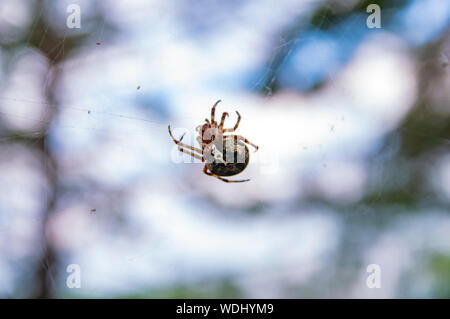 Spinne im Netz - Makro Foto. Insekt. Natürliche Hintergrund. Stockfoto