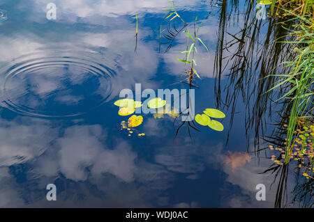 Wald Fluss mit Algen und Reflexion der Himmel im Wasser. Natürliche Landschaft. Hintergrund. Stockfoto