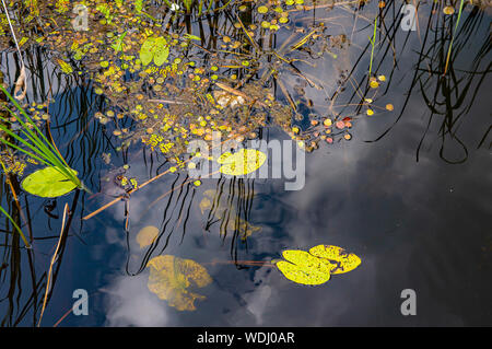 Wald Fluss mit Algen und Reflexion der Himmel im Wasser. Natürliche Landschaft. Hintergrund. Stockfoto