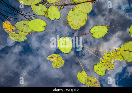 Wald Fluss mit Algen und Reflexion der Himmel im Wasser. Natürliche Landschaft. Hintergrund. Stockfoto