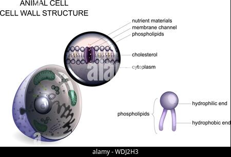 Vector Illustration einer tierischen Zelle. Zellwand Struktur Stock Vektor