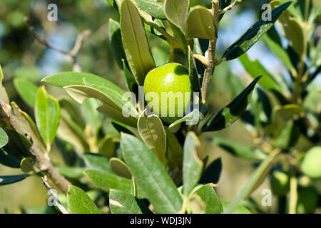 Grüne Oliven auf einen Baum. Stockfoto