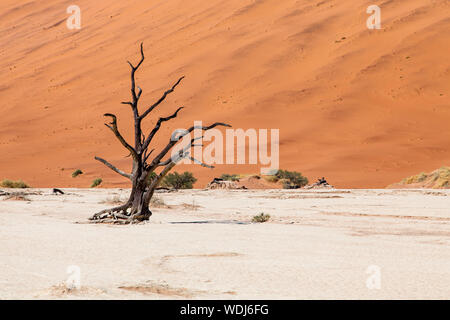 Versteinerte Bäume auf den Deadvlei Stockfoto