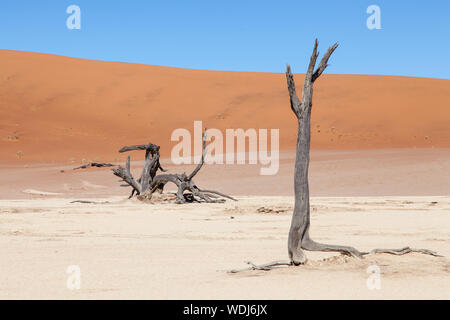 Versteinerte Bäume auf den Deadvlei Stockfoto