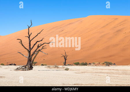 Versteinerte Bäume auf den Deadvlei Stockfoto