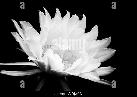 Herrliche weiße Blume blühen auf schwarzem Hintergrund. Nacht blühende Kaktusblüte in Schwarz-weiß-Kontrast. Stockfoto