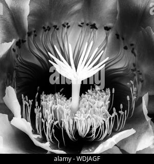 Makro Detail schwarze und weiße Mitte der Nacht blühende Kaktusblüte. Reich Design in der Natur hautnah. Stockfoto