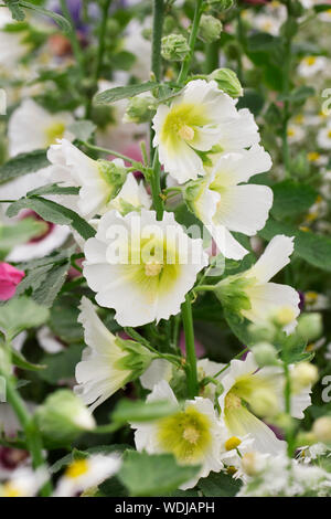 Alcea rosea 'Halo Weiß'. Hollyhock "Halo Weiß' Blume. Stockfoto