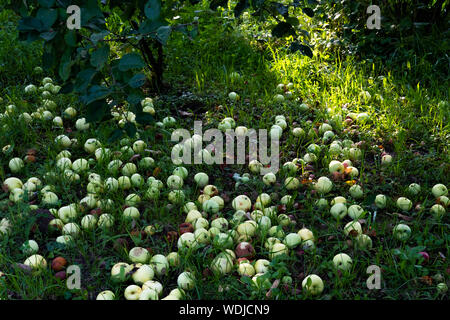 Frisch und faule Äpfel im Garten. Abholung im Herbst, Sommer Ernte Hintergrund. Wilde Früchte auf dem Boden im Wald. Saisonale Pflanzen, ernten Tapeten, Bac Stockfoto