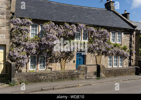 Attraktive Steinhaus im Frühsommer mit blühenden Glyzinien an den Wänden; Winster, Derbyshire, Großbritannien Stockfoto