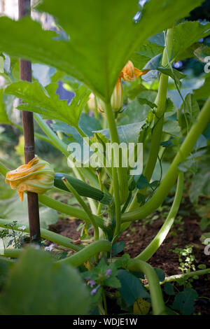 Zucchini Pflanzen Stockfoto