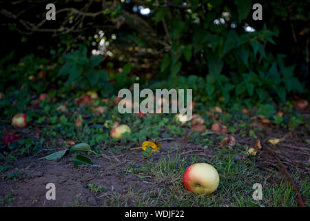 Windfall Äpfel auf dem Boden Stockfoto