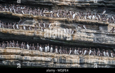 Uria Aalge - Gemeine Guillemots (oder gemeine Murres), die in einer dichten Kolonie an Felsvorsprüngen stehen. Küste Irlands. Stockfoto