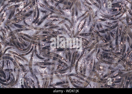 Hintergrund Der whitebait, West Coast, South Island, Neuseeland Stockfoto