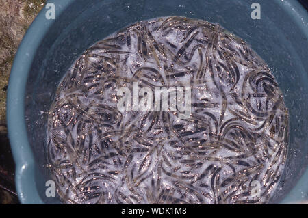 Eimer whitebait, West Coast, South Island, Neuseeland Stockfoto