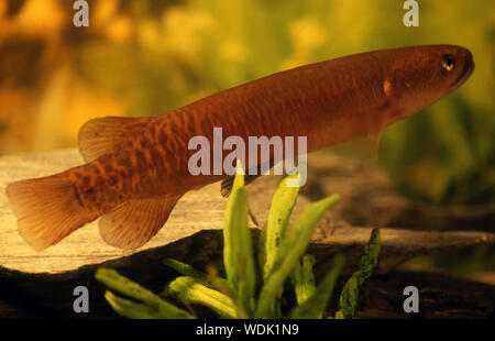 New Zealand native whitebait Fischarten - der GEBÄNDERTE Kokapu Stockfoto