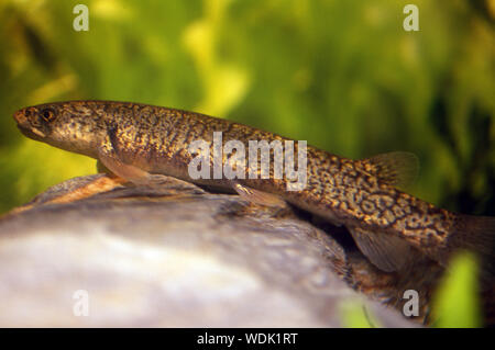 New Zealand native whitebait Fischarten - Die galaxiiad Inanga, Stockfoto