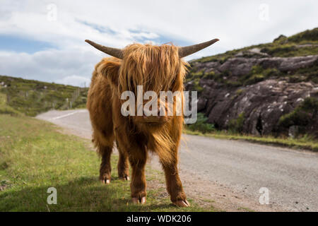 Schottische Landschaft der Highlands mit kalb kuh im schottischen Hochland Stockfoto