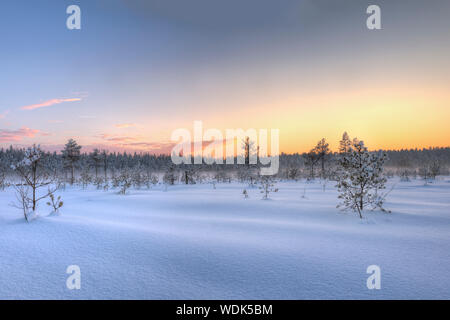 Frostigen morgen im Hochmoor. Landschaft mit dem Gefrorenen Pflanzen. Lettland. Stockfoto
