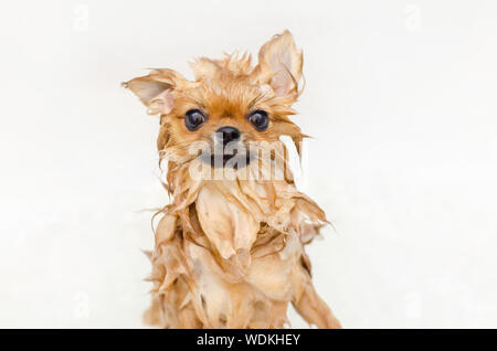 Lustige kleine Hund pomeranian Welpen in der Badewanne Stockfoto